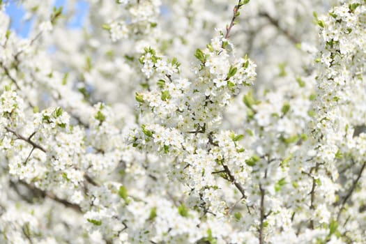 Cherry tree blooms profusely in spring