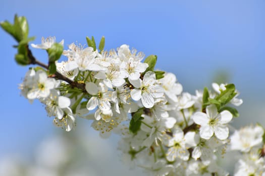 Cherry tree blooms profusely in spring