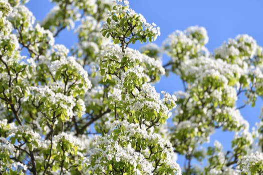 Abundantly flowering pear tree against sky