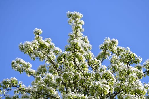 Abundantly flowering pear tree against sky