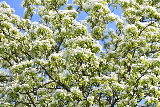 Abundantly flowering pear tree against sky