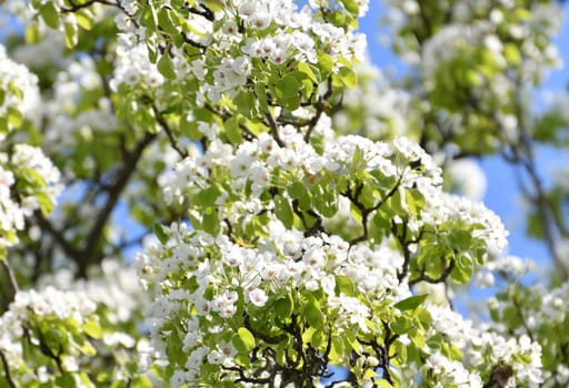 Abundantly flowering pear tree against sky