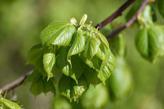 Linden branches with young leaves in thespring