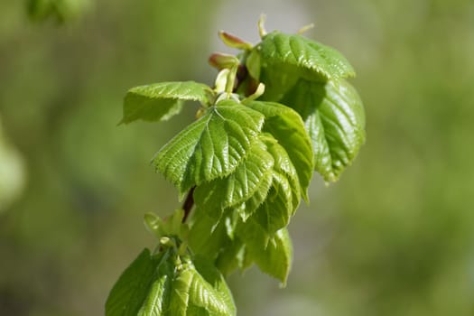 Linden branches with young leaves in thespring