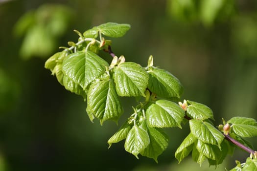 Linden branches with young leaves in thespring