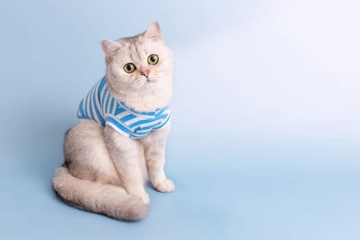 Adorable white cat with big eyes in a blue striped T-shirt, sitting on a light blue background, looking at camera. Copy space