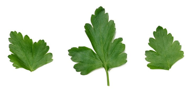 Green leaf of parsley on a white isolated background