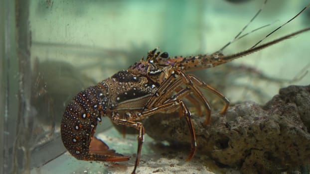 A crustacean cleaner shrimp sits in an aquarium. 4k