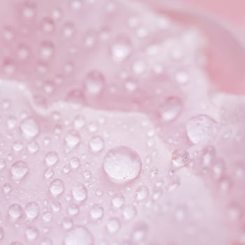 Background of pink rose petals with dew drops. Bokeh with light reflection. Macro blurred natural backdrop. Soft focus