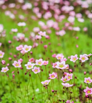 Delicate white pink flowers of Saxifrage moss in the spring garden. Floral background
