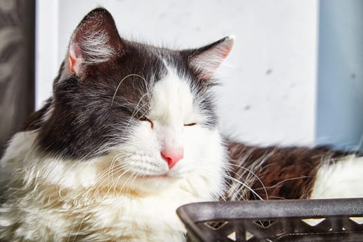 A black and white cat lies on the windowsill in cardboard box and the light from the window