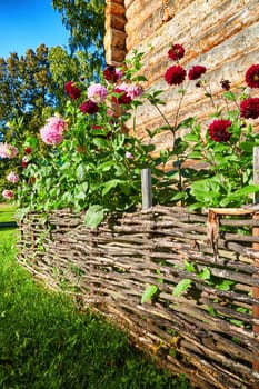 Beautiful red flowers behind wattle fence and a wicker fence near a wooden village house made of logs. Flowering on a sunny summer day