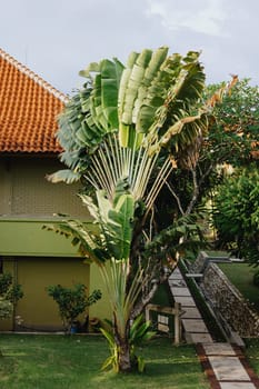 View home with green palm trees and lawn, tropical climate, living in paradise, hotel. High quality photo