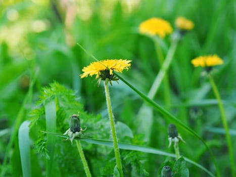 Yellow flowers of dandelions on a green background among the grass.Spring and summer background