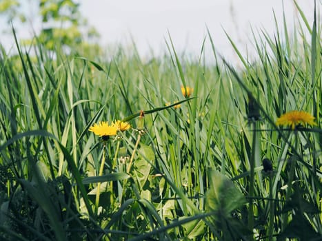 Yellow flowers of dandelions on a green background among the grass.Spring and summer background