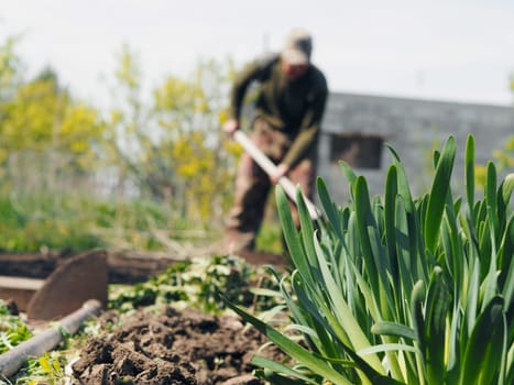 The concept of private agriculture. Blurred image of an elderly pensioner working with a hoe on the ground against the background of a growing onion