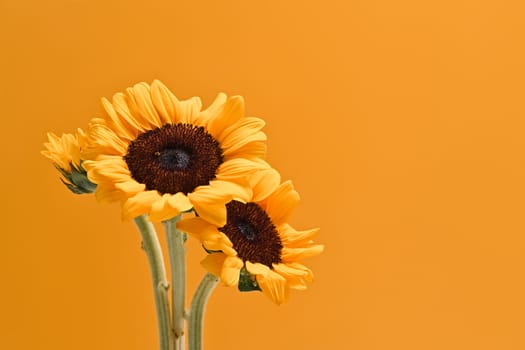 Bouquet of beautiful sunflowers on yellow background. Floral background, autumn or summer concept.
