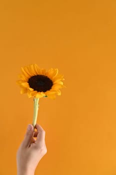 Hand holding a sunflower isolated yellow background. Autumn or summer concept, natural background.