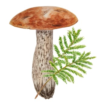 Wild mushroom and moss watercolor hand drawn botanical realistic illustration. Forest boletus isolated on white background. Great for printing on fabric, postcards, invitations, menus, book of recipes