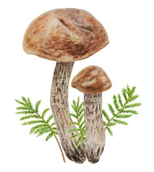 Wild mushrooms and moss watercolor hand drawn botanical realistic illustration. Forest boletus isolated on white background. Great for printing on fabric, postcards, invitations, menus, book of recipes