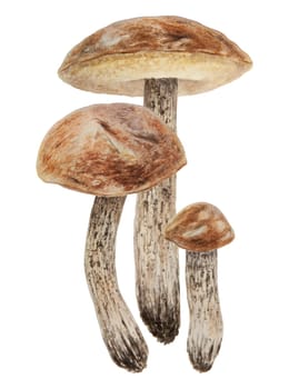 Wild mushrooms watercolor hand drawn botanical realistic illustration. Forest boletus isolated on white background. Great for printing on fabric, postcards, invitations, menus, book of recipes