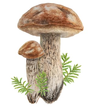 Wild mushrooms and moss watercolor hand drawn botanical realistic illustration. Forest boletus isolated on white background. Great for printing on fabric, postcards, invitations, menus, book of recipes