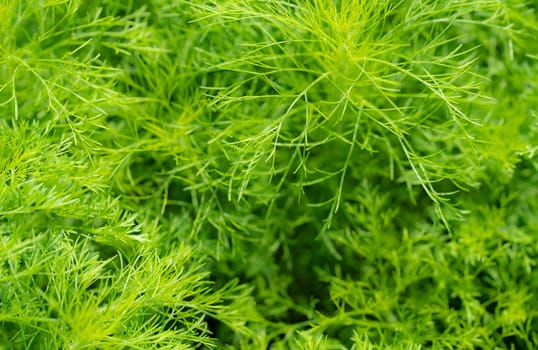 Green leaves of ornamental plant in the garden. Full frame small green leaf texture background. Dense green leaf with beauty pattern texture background. Green wallpaper. Nature abstract background.