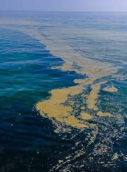 (Nodularia spumigena), ecological disaster, a toxic blue-green algae bloom in the Black Sea