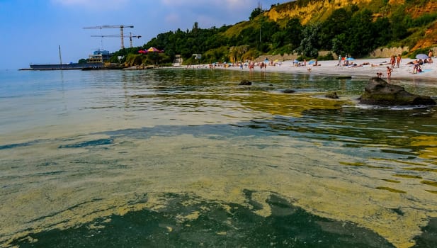 (Nodularia spumigena), ecological disaster, a toxic blue-green algae bloom in the Black Sea