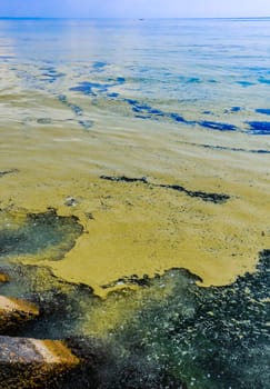 (Nodularia spumigena), ecological disaster, a toxic blue-green algae bloom in the Black Sea