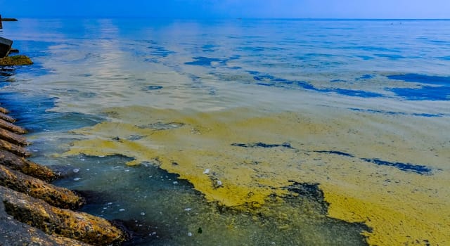 (Nodularia spumigena), ecological disaster, a toxic blue-green algae bloom in the Black Sea