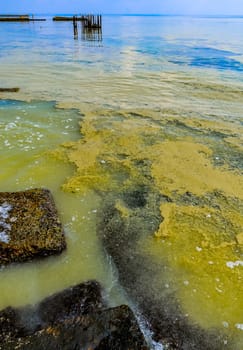 (Nodularia spumigena), ecological disaster, a toxic blue-green algae bloom in the Black Sea