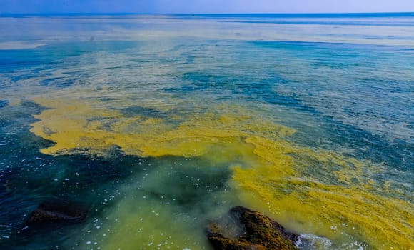 (Nodularia spumigena), ecological disaster, a toxic blue-green algae bloom in the Black Sea