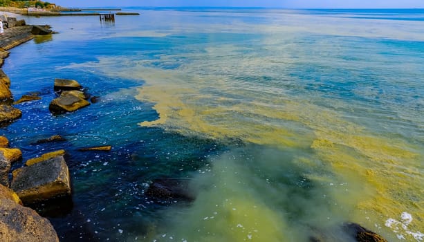 (Nodularia spumigena), ecological disaster, a toxic blue-green algae bloom in the Black Sea