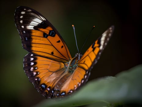colourful Butterfly in the nature