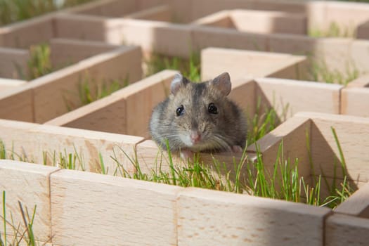 The hamster's muzzle looks out of the maze. A hamster is sitting in a maze on the green grass. Curious little mouse. Conceptual.