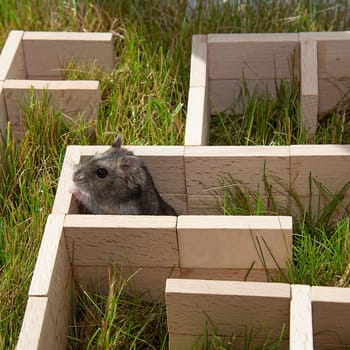 A gray little hamster is sitting in a maze. The Dzungarian hamster is looking for a way out in a maze on the green grass. The snout of a curious rodent is sideways. Conceptual: find a way out.