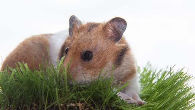 A Syrian hamster on the green grass. A red-haired hamster on a green lawn on a white background. A charming rodent. A small pet.