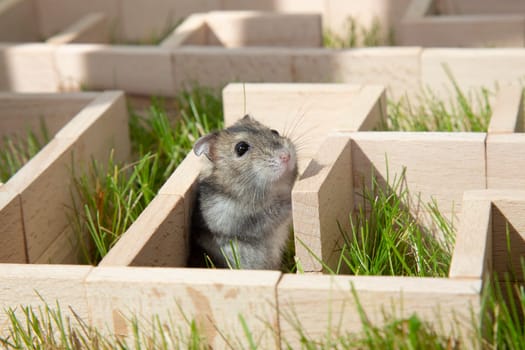 The gray mouse got lost in the maze. The Dzungarian hamster is looking for a way out in a maze on the green grass. The muzzle of a curious rodent Conceptual: to find a way out in a difficult situation