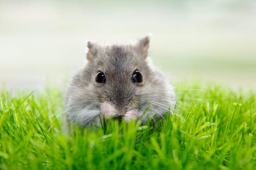 The muzzle of a Dzungarian hamster. Nose, eyes, long mustache, rodent paws. The gray mouse washes on the grass. A pet in nature. The animal is sitting on a green lawn.