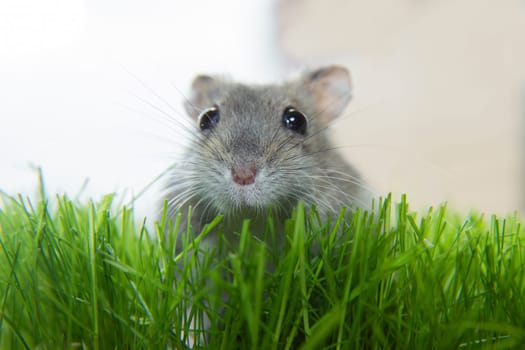 A curious hamster on the green grass. A small Dzungarian hamster on a light background. The observing muzzle is a small gray mouse. Charming pets.
