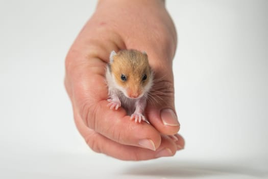 A newborn Syrian hamster in a man's hand. A man is holding a red hamster in his hand. A baby rodent. The muzzle is a small mouse. Taking care of a pet.