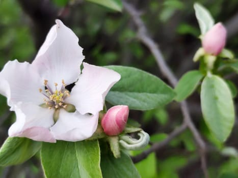 delicate pink quince flower and buds in spring close up