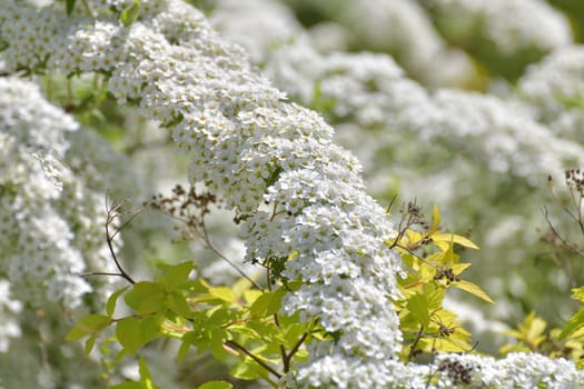 Spirea Thunberg blooms profusely in spring