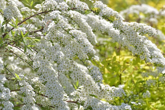 Spirea Thunberg blooms profusely in spring