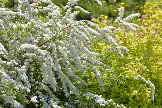 Spirea Thunberg blooms profusely in spring