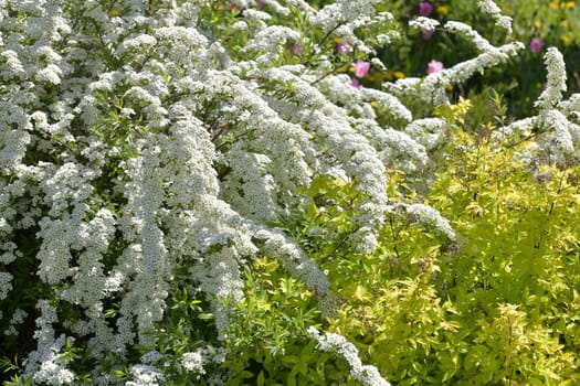 Spirea Thunberg blooms profusely in spring