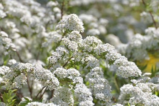 Spirea Thunberg blooms profusely in spring