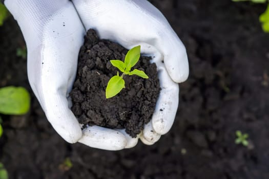 New life and growth concept. Seed and planting concept. Close up of gardener hands holding seedling. Hands in gloves are holding sapling with soil in cupped hands.
