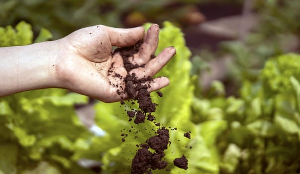 A closeup of a hand holding fertile ecological soil for planting. A hand is putting humus on a new seedlings. Seed and planting concept.